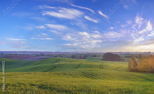 Panorama of a green  spring field in the morning light