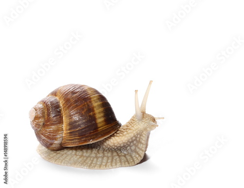 Snail isolated on white background, Helix pomatia