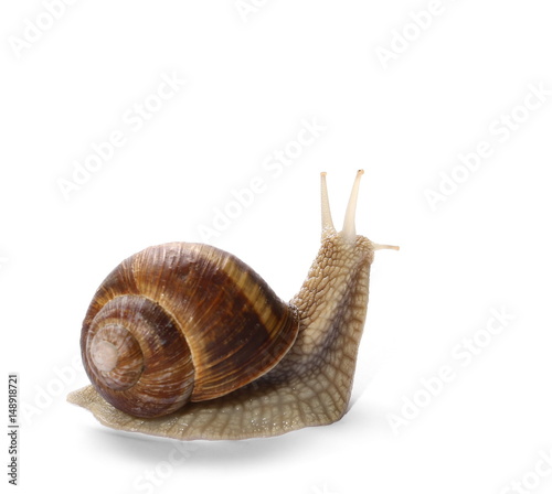 Snail isolated on white background, Helix pomatia