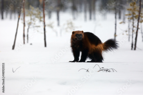 The wolverine (Gulo gulo) on the snow photo