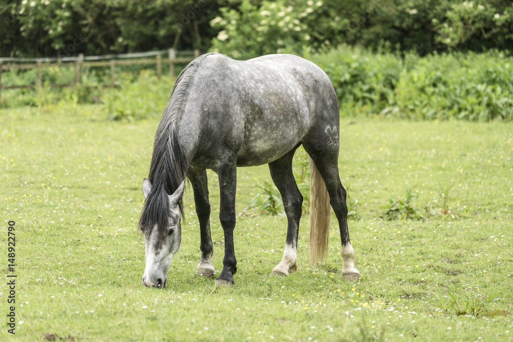 Horse in field eating grass. Horse in field eating grass.
