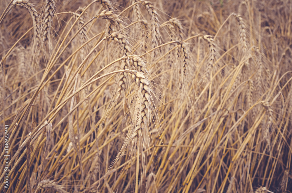 Fototapeta premium Wheat field
