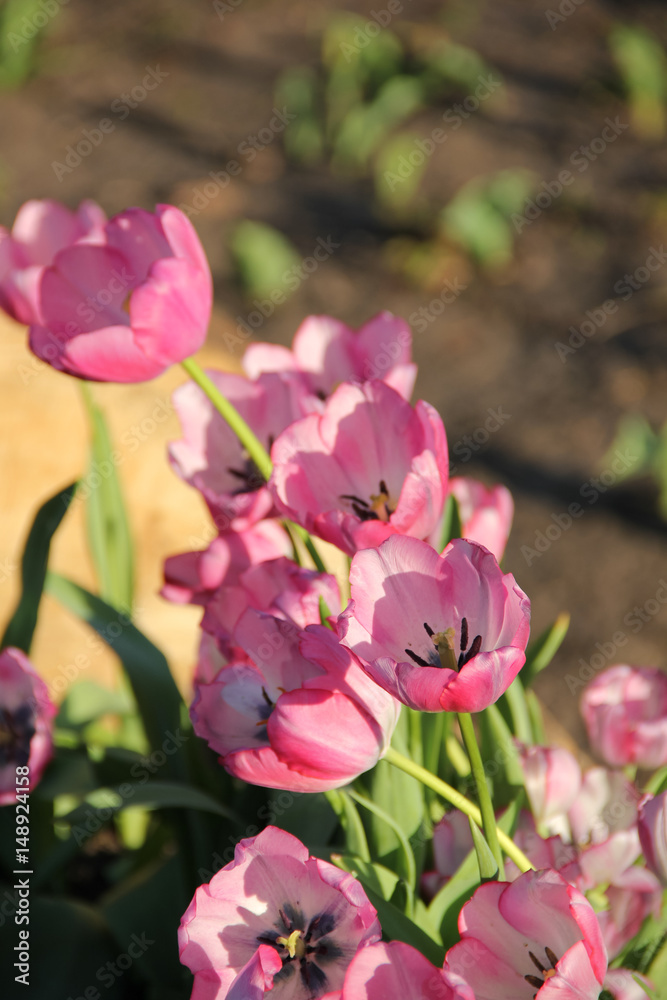 Obraz premium Tulips