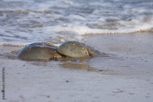 Horseshoe Crab photo