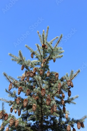 The top of the evergreen tree with the pine cones on the tree.