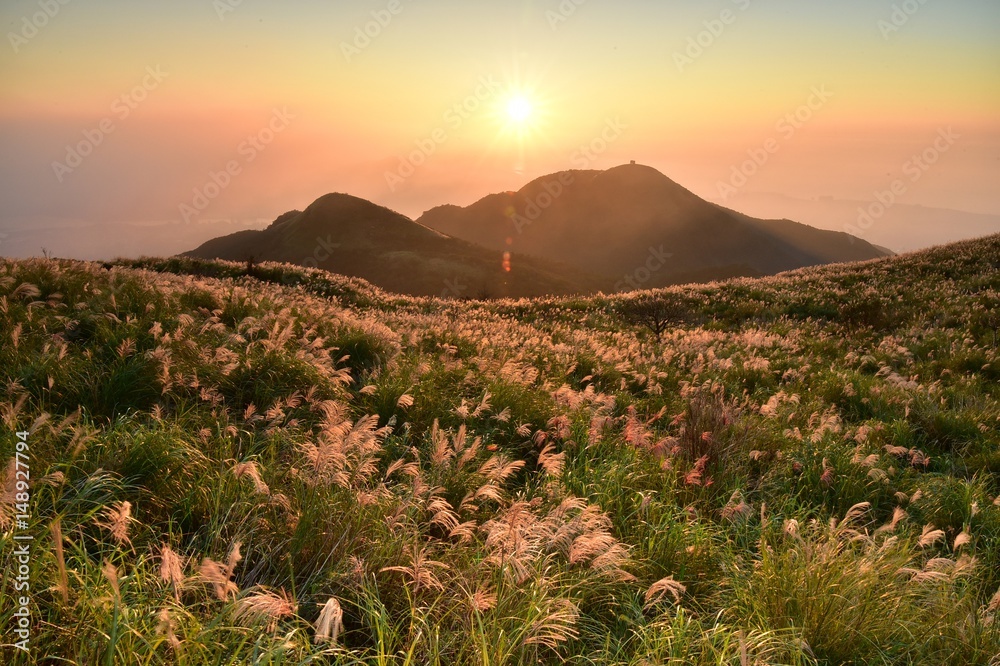 Fototapeta premium Sunset with miscanthus in Da-tun mountain, Yangmingshan National Park, Taipei, Taiwan