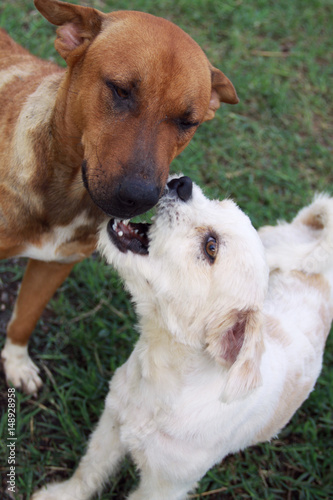 asian dogs white and brown playing together