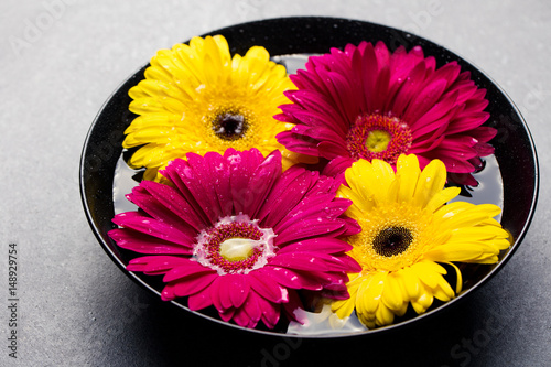 Colorful gerbera flowers in black bowl. Copy space