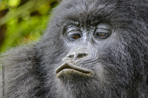 Berggorilla (Gorilla beringei beringei), Nyakagezi Gorilla Gruppe, Mgahinga-Gorilla-Nationalpark, Virunga Vulkane, Kisoro, Uganda, Afrika © El Gaucho