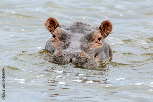 Hippopotamus (Hippopotamus amphibius), Queen Elizabeth National Park, Uganda, Africa