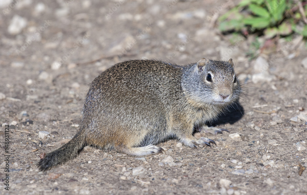 American pika on gravel with claws extended in Canada American pika on gravel with claws extended in Canada