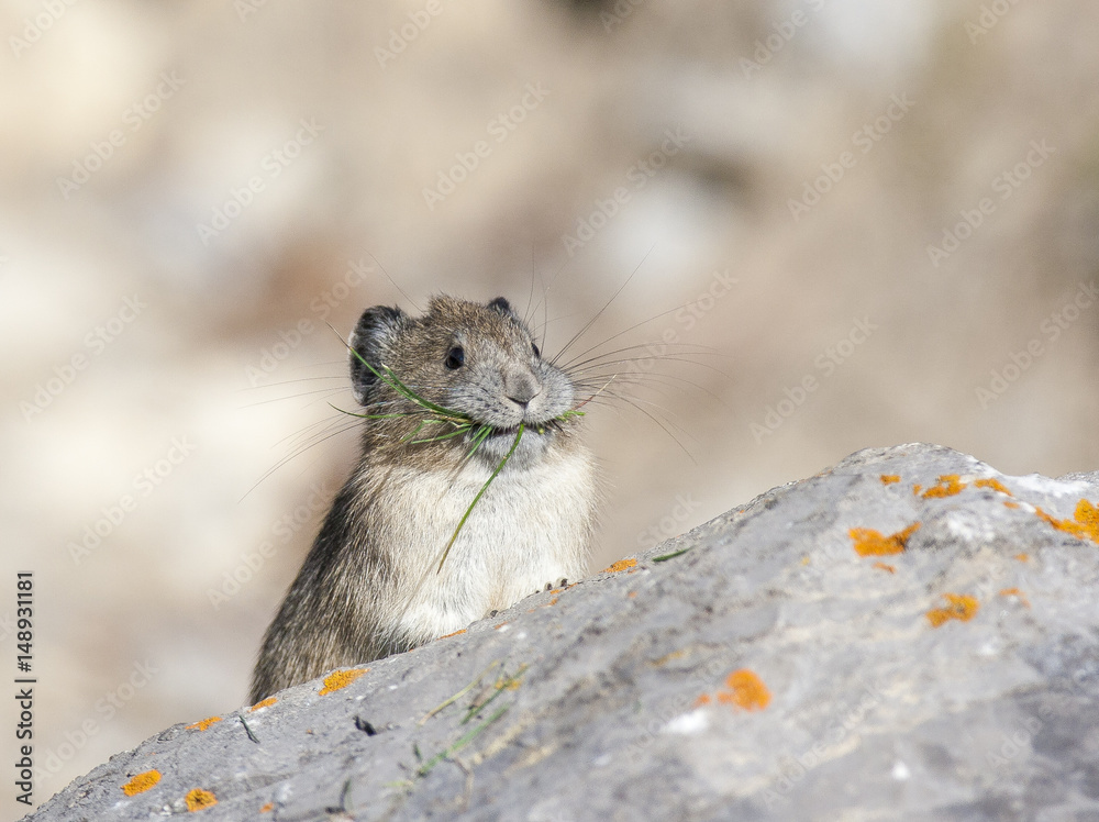 American pika on rock with grass in mouth in Canada Stock Photo | Adobe  Stock