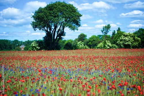 Beautiful purple flowers and tree standing in a poppy field