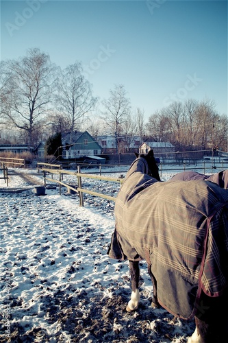 Dark brown horse in the snow