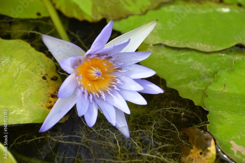  Blaue Seerose - Nymphaea caerulea