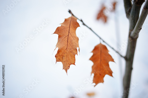 Several leaves on a branch, bronze color