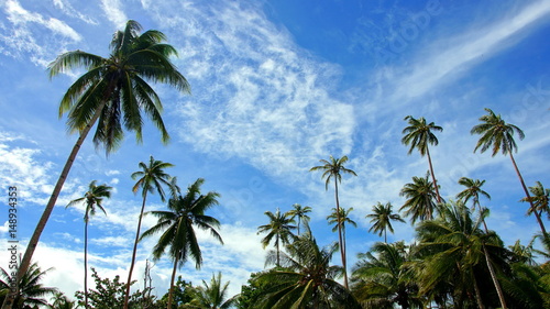 weiter Blick vom Palmenwald zum blauen Himmel
