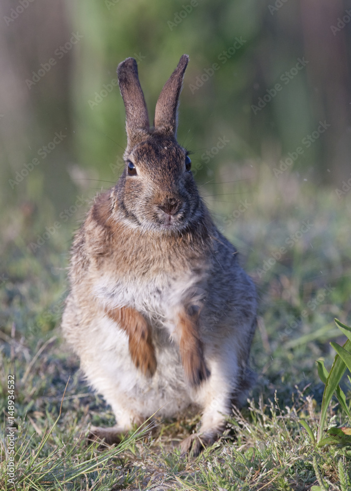 Fototapeta premium Eastern Cottontail