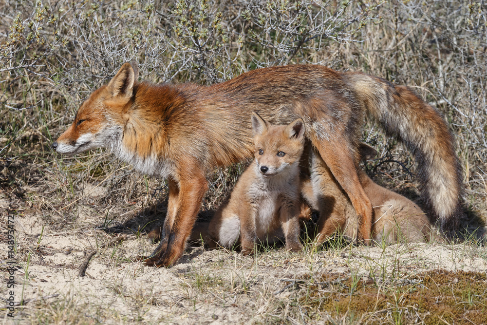 Red fox cubs
