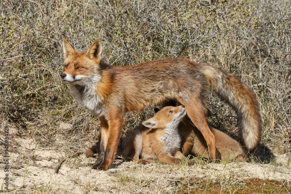 Red fox cubs.
