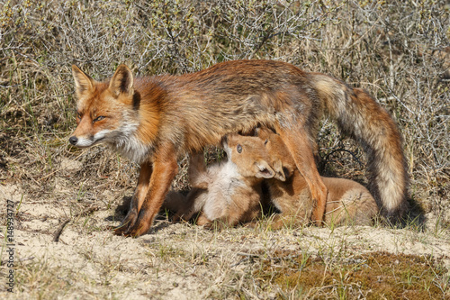 Fototapeta Naklejka Na Ścianę i Meble -  Red fox cubs.
