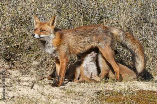 Red fox cubs.
