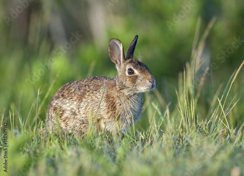 Eastern cottontail rabbit in deep grass near forest edge