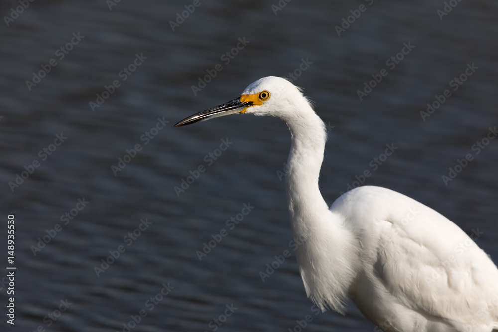 Snowy Egret (Egretta thula) foraging in the lake. Shoreline Lake, Mountain View, Santa Clara County, California, USA.