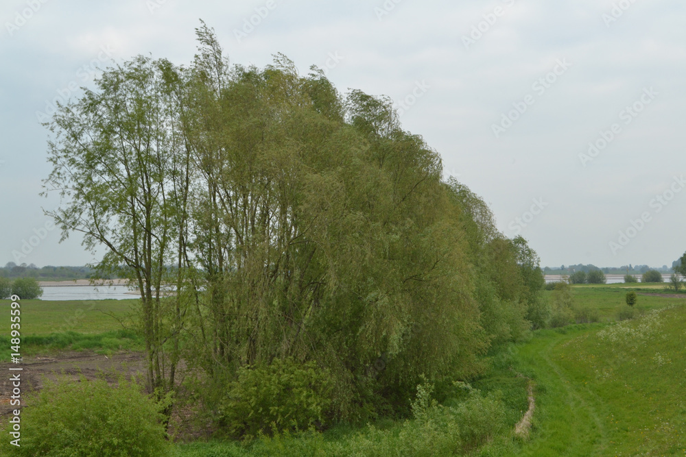 een typisch Nederlands lentelandschap met wilgen, sloot, dijk en fluitenkruid bij de Waal