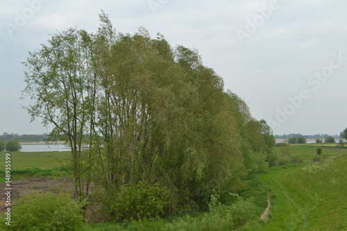 een typisch Nederlands lentelandschap met wilgen, sloot, dijk en fluitenkruid bij de Waal