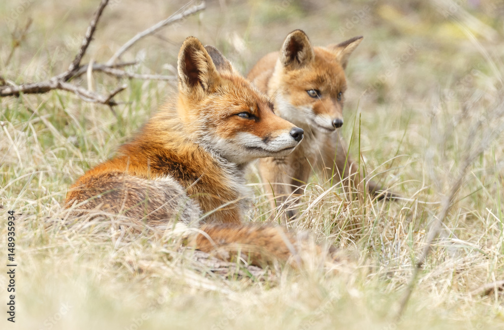 Red fox cub in nature
Red fox cub in nature