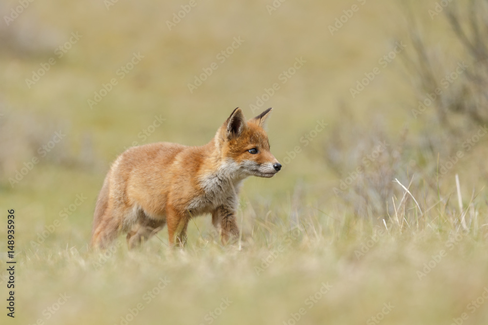 Red fox cub in nature
