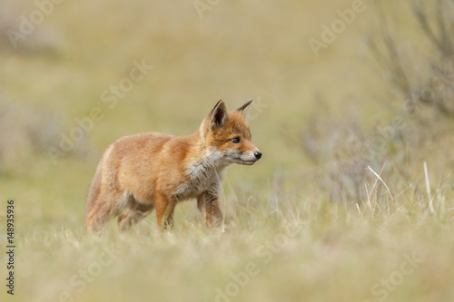 Red fox cub in nature 