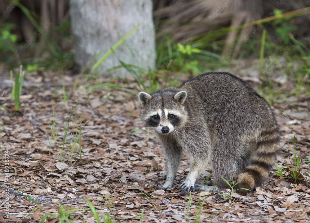Raccoon standing on forest litter in middle of field in county park in Florida Raccoon standing on forest litter in middle of field in county park in Florida