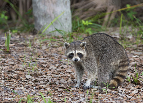 Raccoon standing on forest litter in middle of field in county park in Florida