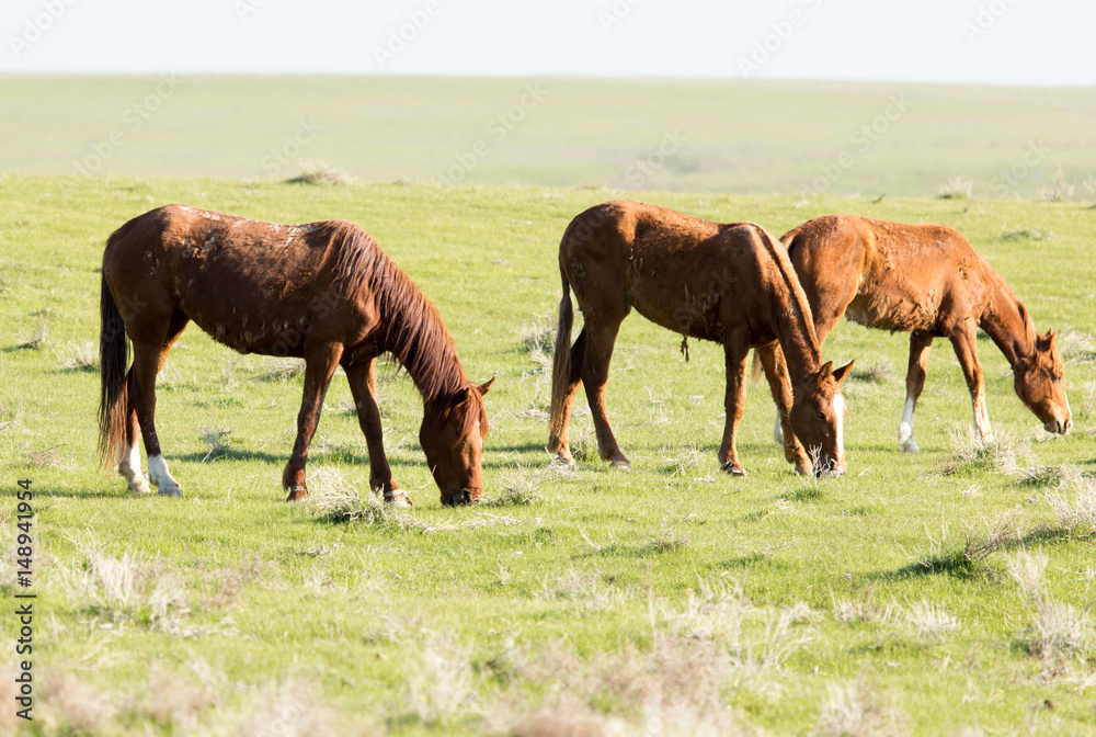 Horses in pasture on nature