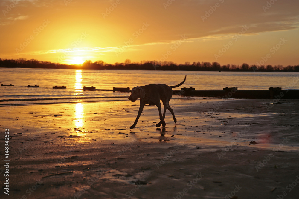 Hund läuft am Strand vor Sonnenuntergang Hund läuft am Strand vor Sonnenuntergang