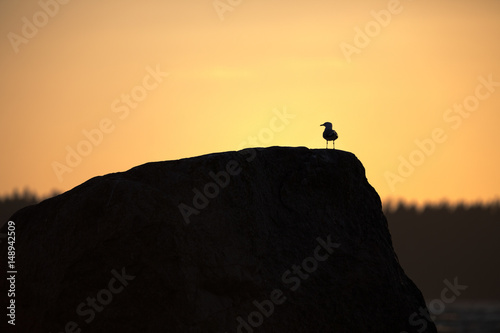Black-headed gull on top of a boulder