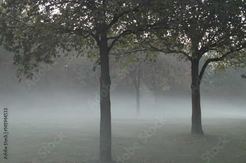 Herbstzeit, Nebel, Baum