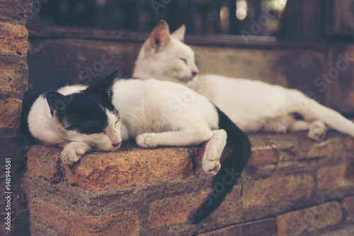 white cat, vintage filter i...
