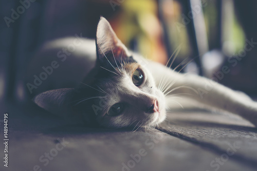 white cat, vintage filter i...