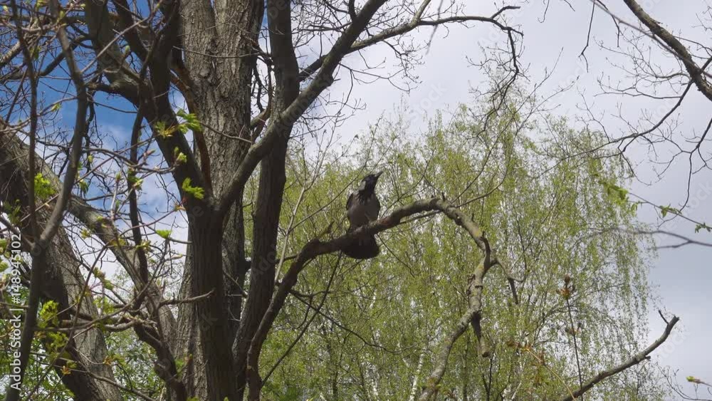 The crow sits on a tree branch and takes off in a few seconds The crow sits on a tree branch and takes off in a few seconds