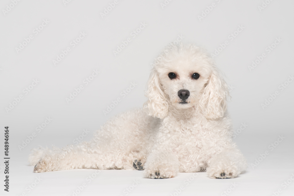 Portrait eines Pudels Portrait eines Pudels