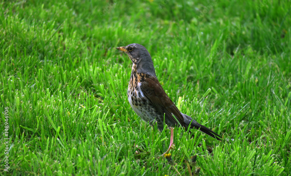 Fototapeta premium Fieldfare Turdus pilaris in the grass