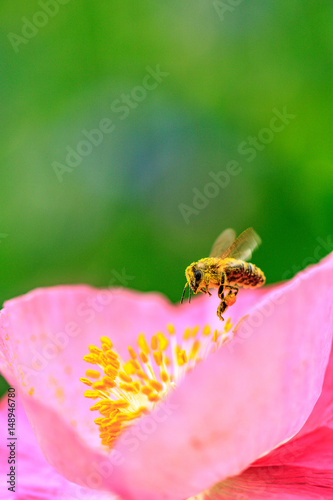 Bee covered in pollen flying pollenating a flower