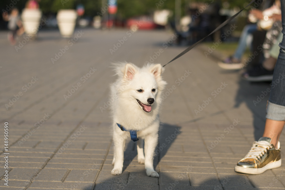 White Pomeranian dog with open mouth standing on pavement wearing a leash, by its female owner's legs.