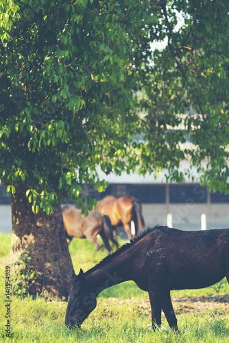Group of three young horses...