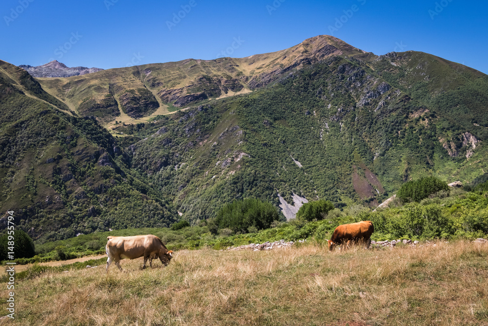 Fototapeta premium Vacas pastando en el Parque Natural de Somiedo, Asturias
