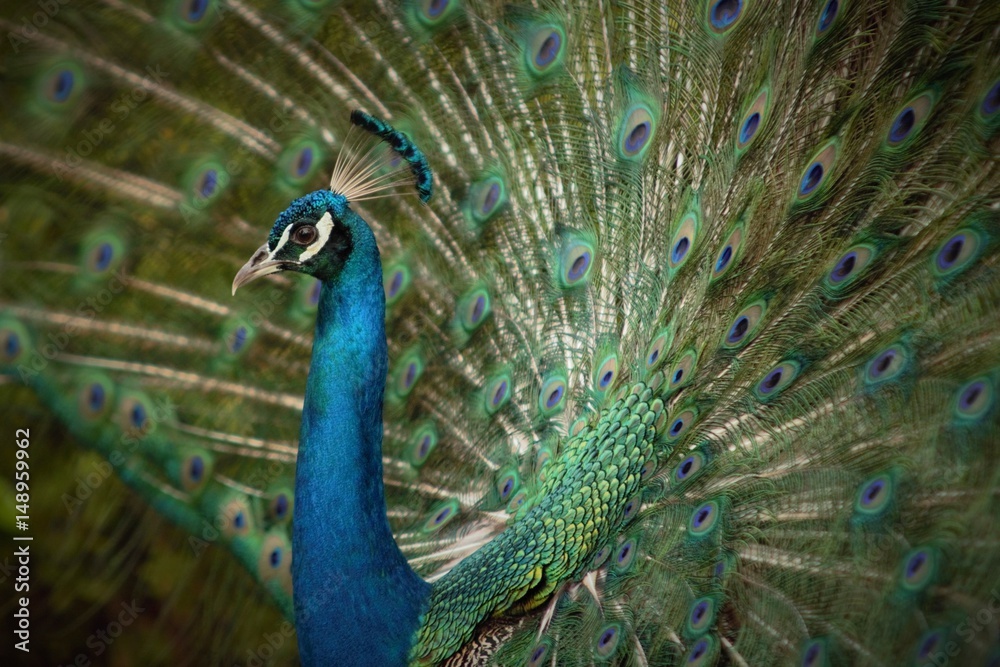 Obraz premium Dominican Peacock