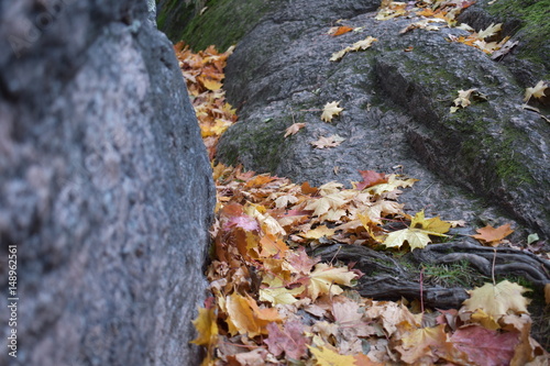 rock with fallen leaves